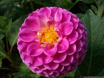 Desktop Wallpaper Flowers Background Dahlia Pompon