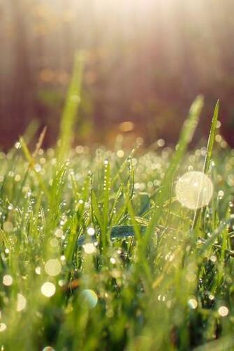 Related Pictures Phone Wallpaper Weed Web