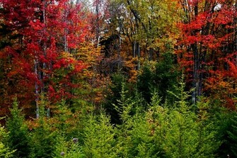 Virginia Fall Foliage Wallpaper