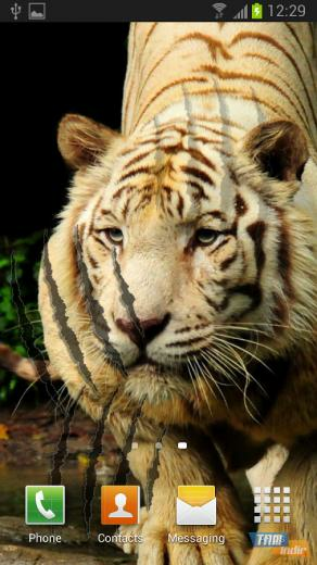 Tiger Live Wallpaper Ndir Android I In Canl Duvar Ka D