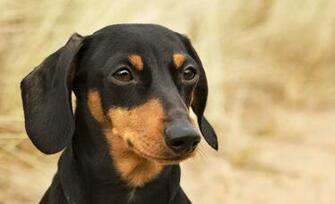 Weiner Dog Wallpaper Image