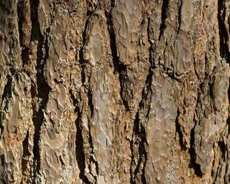 Bark Desktop Wallpaper
