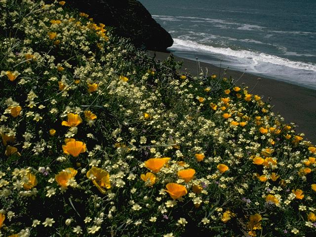 Wallpaper Desert Mountain HD Flowers