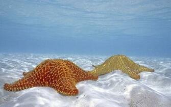 Starfish Wallpaper