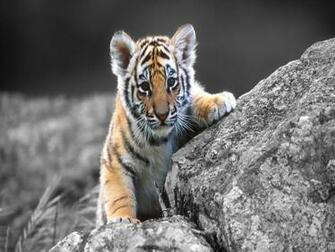 Cute Tiger Pictures Wallpaper