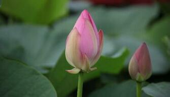 Pink Lotus Flower Wallpaper Pictures Image