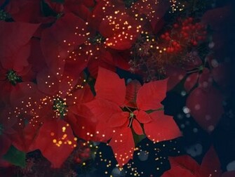Flowers Fantasy Cg Poinsettia At Silence Night