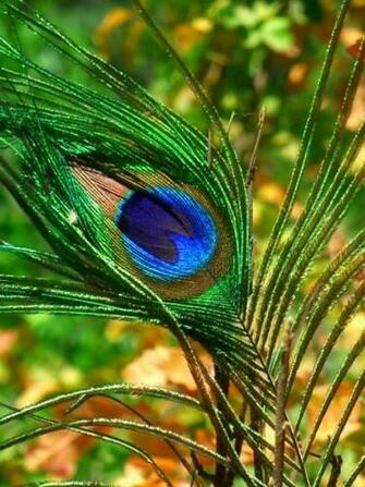 Peacock Feather Wallpaper HD Pictures Image