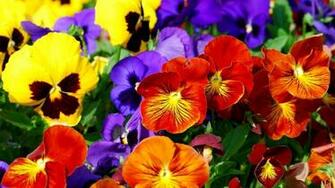 Pansy Wallpaper Related Keywords Amp Suggestions