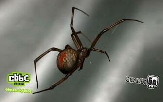 Deadly Redback Spider Wallpaper