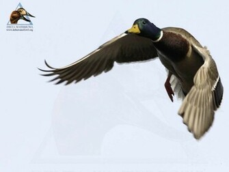 Goose Wallpaper Background Themes
