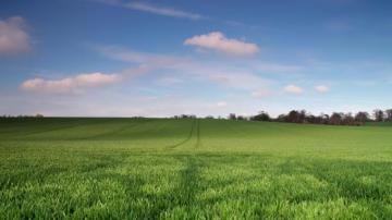 Field Background Wallpaper