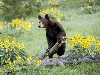 HD Desktop Wallpaper Black Bear Pictures