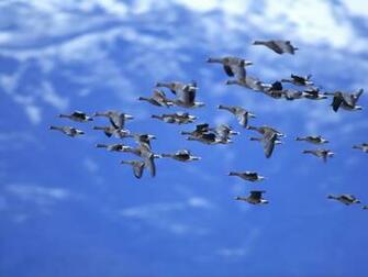 Flying High Birds Wallpaper No Desktop