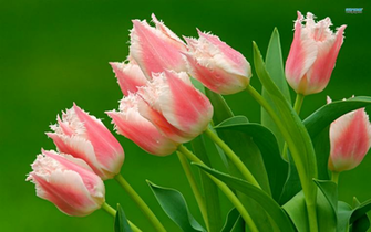 Photoz Net Upload Php Wallpaper Contact Us