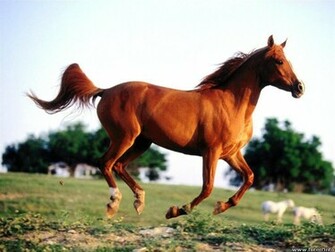 Arabian Horse Wallpaper HD In Animals Imageci