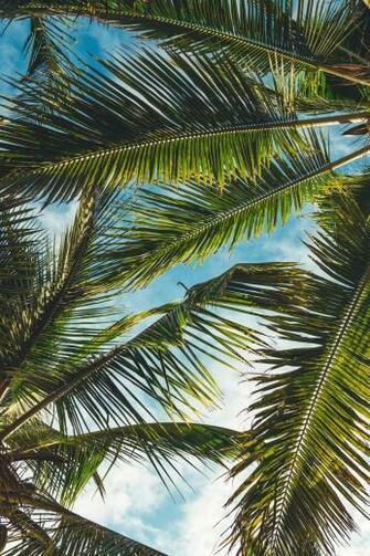 Best Tropical Pictures Image Stock Photos