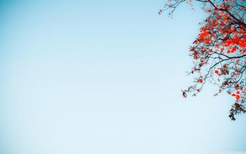 Red Tree Against A Blue Sky Ultra HD Desktop Background Wallpaper