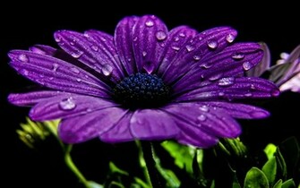 Flowers Wallpaper Purple