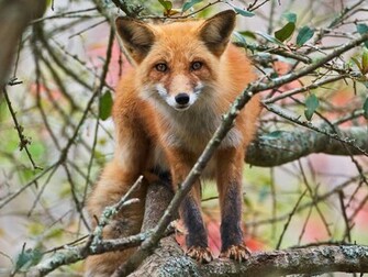 Hq Red Fox In Tree Wallpaper