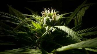 Marijuana Weed Ganja E Wallpaper