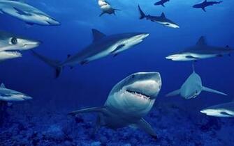 Animal Pictures Sharks Wallpaper HD Photos Shark Jpg