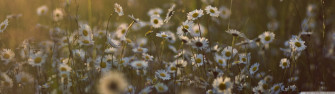 Dual Monitor Screen Multi Multiple Flower Flowers Fleur Fleurs