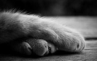 Wallpaper Paws Cat Shadow Furry Black White Ultra HD 4k