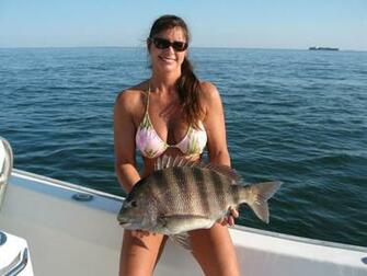 Virginia Sheepshead Member S Gallery Beach Sport