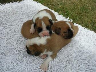 Red White Boxer Puppies Funny Wallpaper For Desktop Dogs