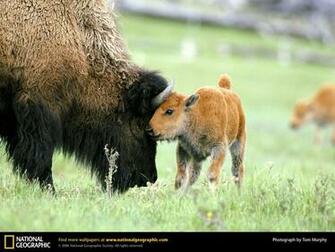 Beautiful Wildlife Pictures American Bison Cini Clips