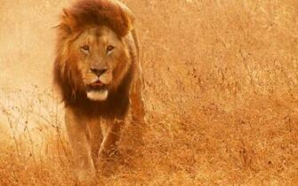 Lion Wallpaper
