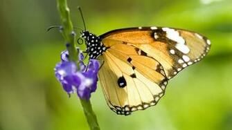 Nature Butterfly Wallpaper Insects