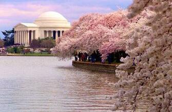 Washingtondc Cherry Blossoms