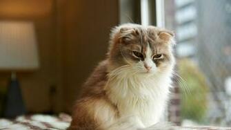Sleepy Cat Wallpaper55 Best Wallpaper For Pcs Laptops