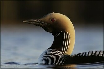 Loon Wallpaper Birds Desktop