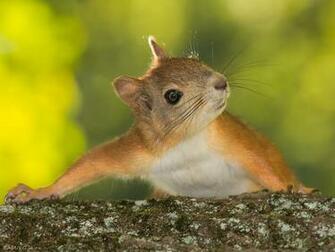 Squirrel Computer Wallpaper Desktop Background Id