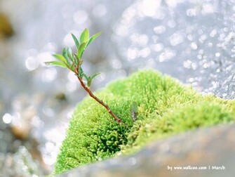 Early Spring Scene Wallpaper No Desktop
