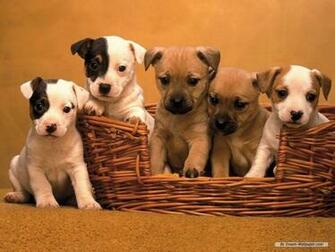 Dogs Image Puppy Wallpaper HD And Background Photos