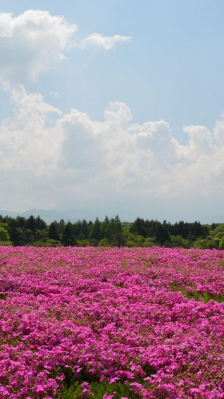 Field Flowers Pink Summer iPhone Plus Wallpaper