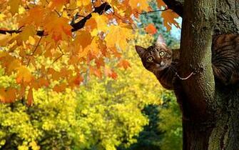 Cat Computer Wallpaper Desktop Background Id