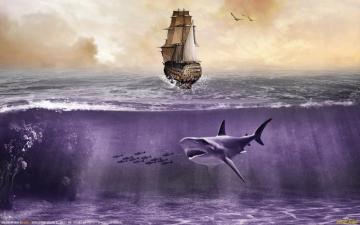 Shark Wallpaper