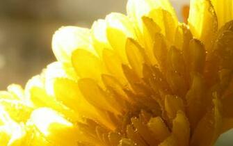 Sunshine Wallpaper