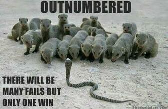 Funny Animals With Sayings Wallpaper