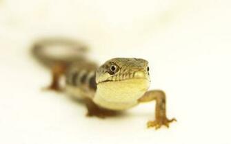Alligator Lizard By Devoral