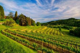Nature Vineyard Wallpaper Pc Wallpaperlepi