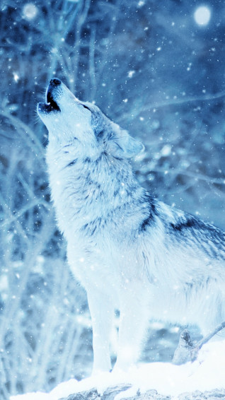 Animal Wolf Winter Howling Snowfall Phone HD Wallpaper