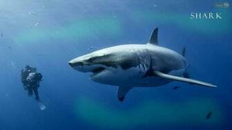 Wallpaper Live Shark Desktop
