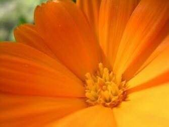 Yellow Flowers Wallpaper Lovely More