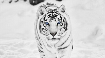 White Siberian Tiger Wallpaper